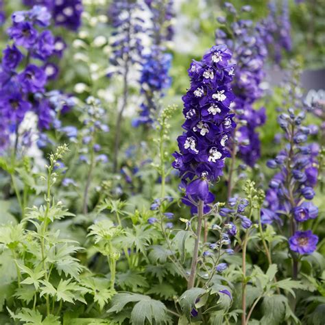 Magical Uses for Delphinium Seeds and Petals